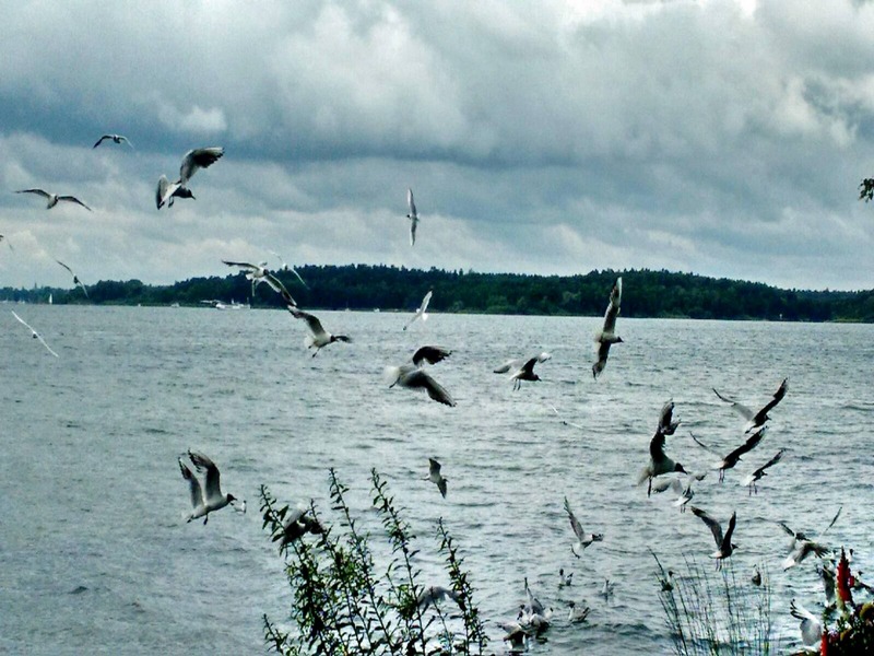 Wildvögel