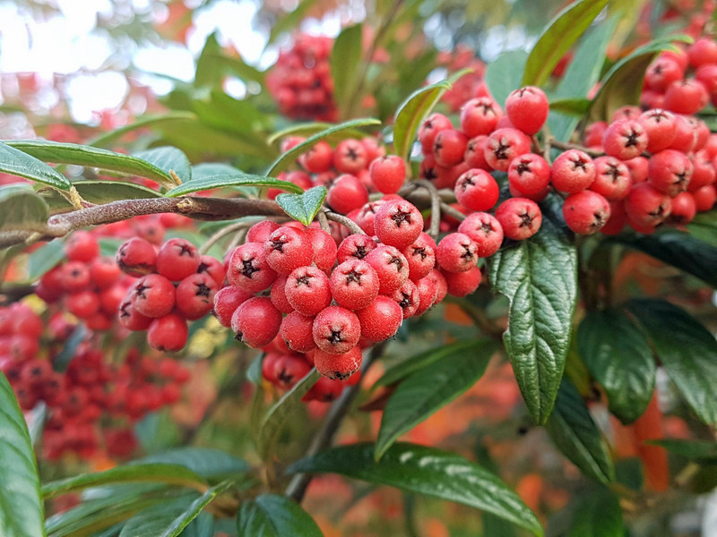 Entschleunigung Herbst Rotbachtal