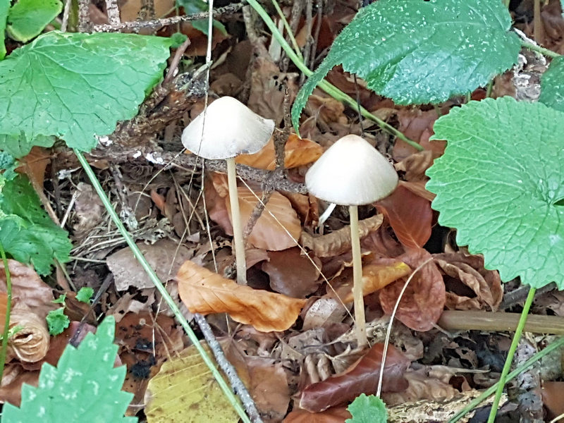 Entschleunigung Herbst Rotbachtal