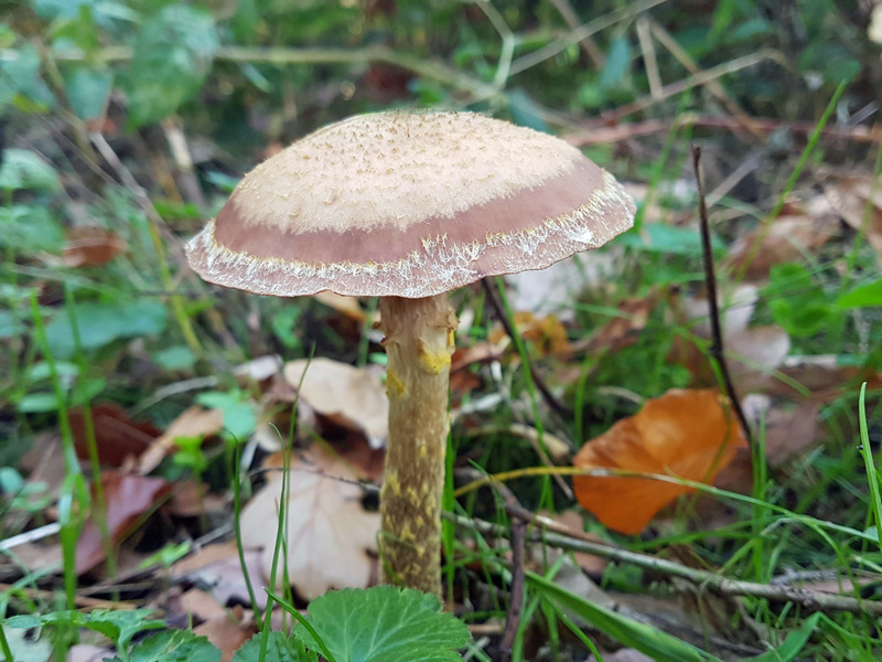 Entschleunigung Herbst Rotbachtal