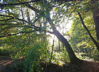 Entschleunigung Herbst Rotbachtal