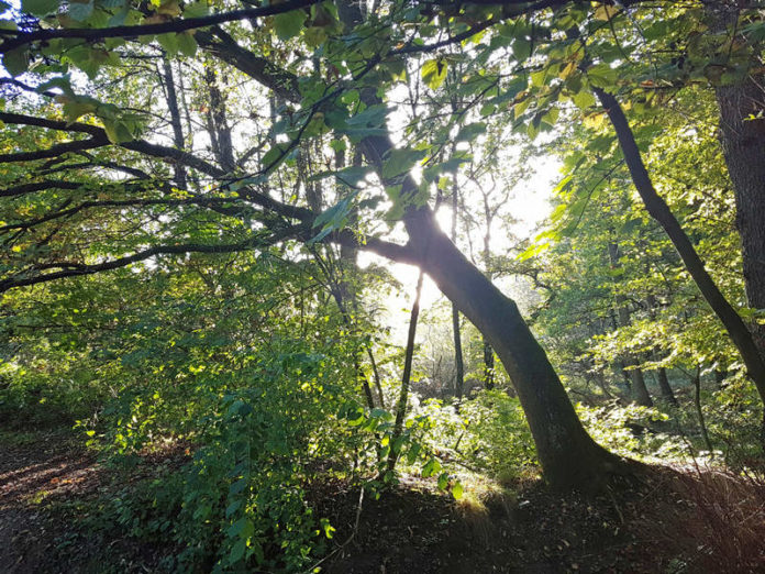 Entschleunigung Herbst Rotbachtal