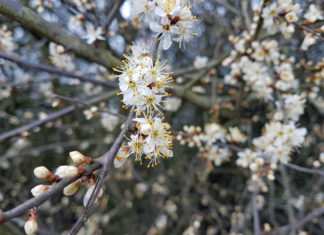 Frühling 2018 Die kleinen Wunder der Natur