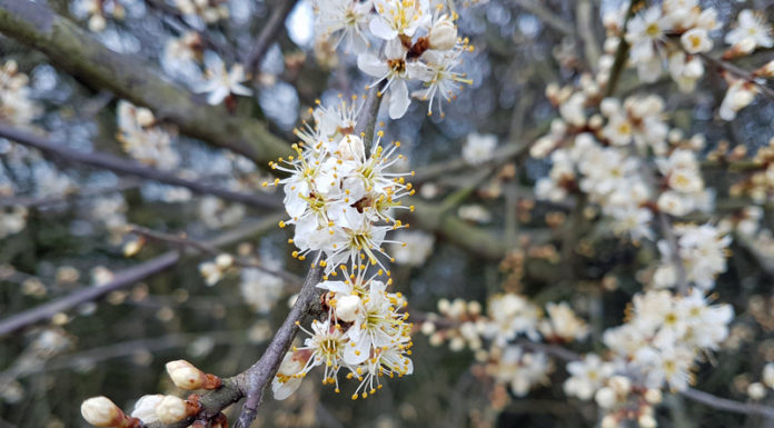 Frühling 2018 Die kleinen Wunder der Natur