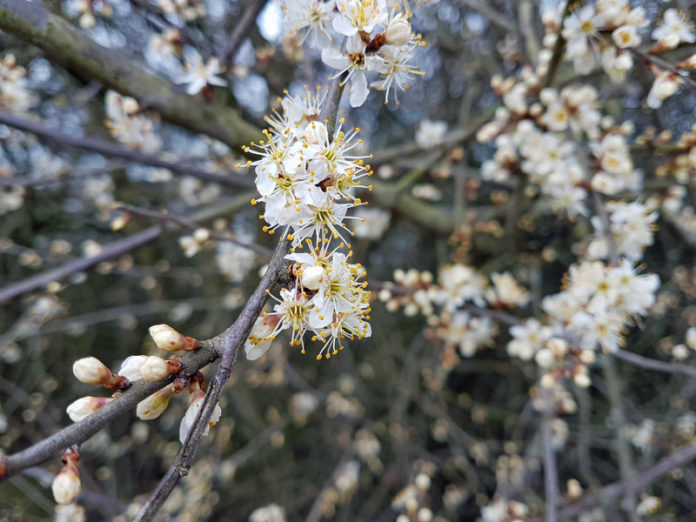 Frühling 2018 Die kleinen Wunder der Natur