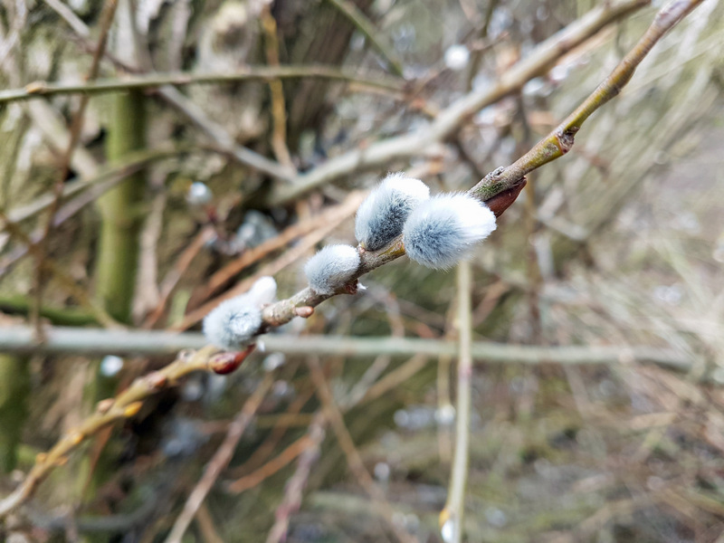 Frühling 2018 Die kleinen Wunder der Natur