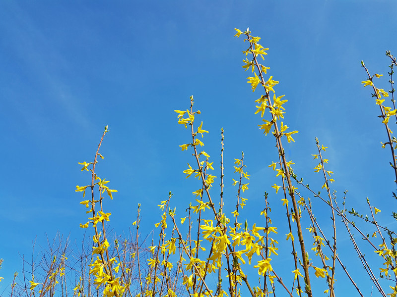 Frühling 2018 Die kleinen Wunder der Natur