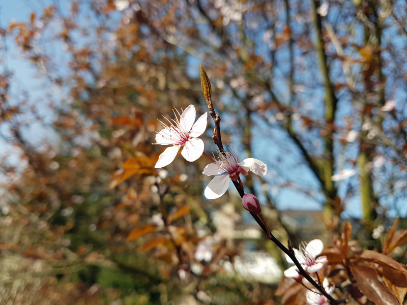 Frühling 2018 Die kleinen Wunder der Natur