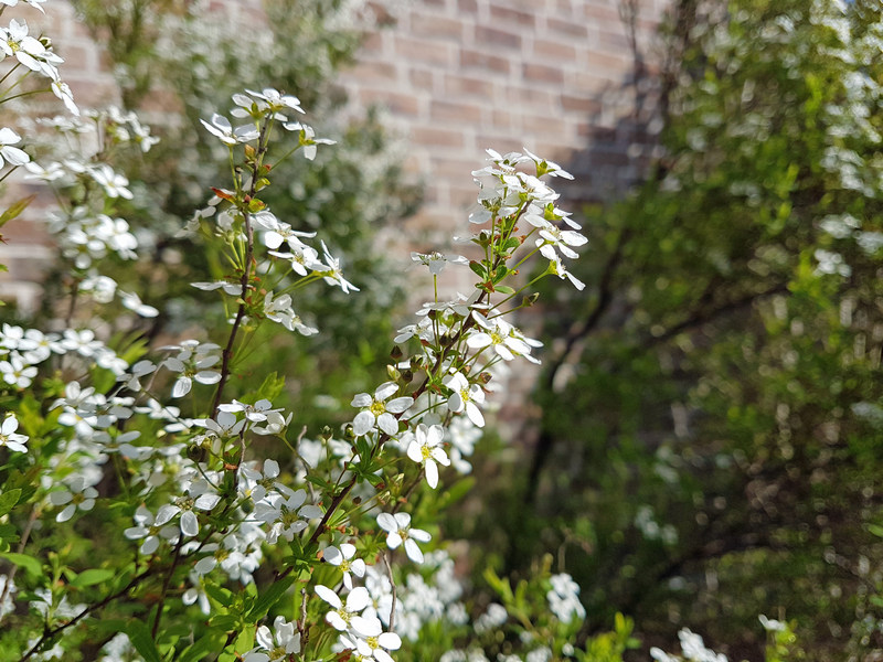Frühling 2018 Die kleinen Wunder der Natur