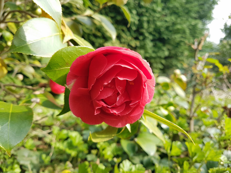 Frühling 2018 Die kleinen Wunder der Natur