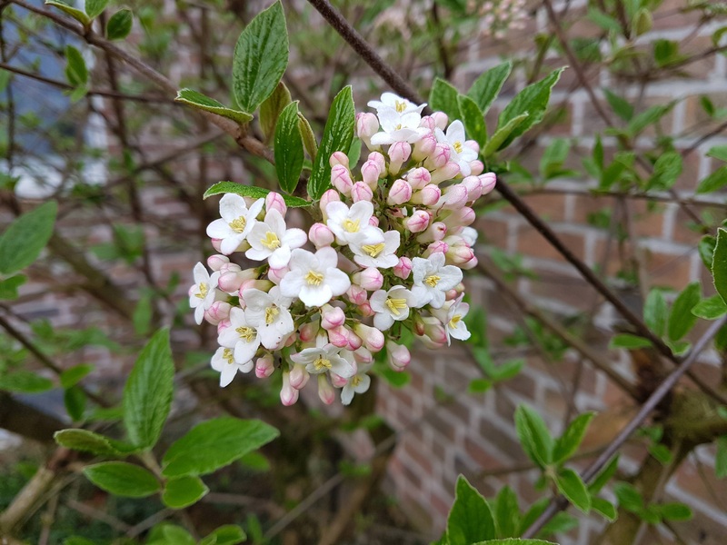 Frühling 2018 Die kleinen Wunder der Natur