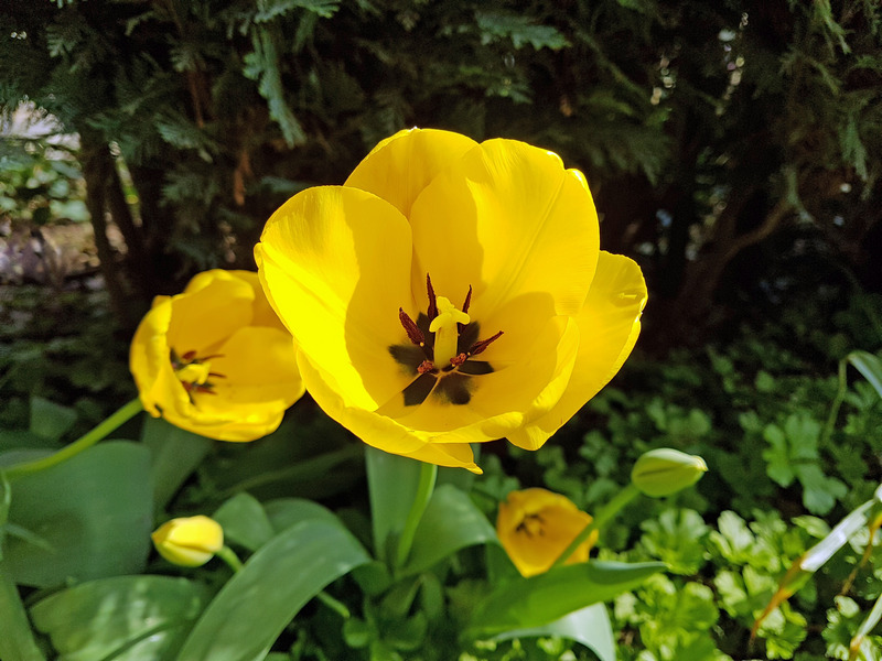 Frühling 2018 Die kleinen Wunder der Natur