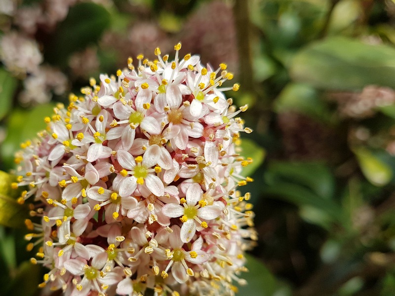 Frühling 2018 Die kleinen Wunder der Natur