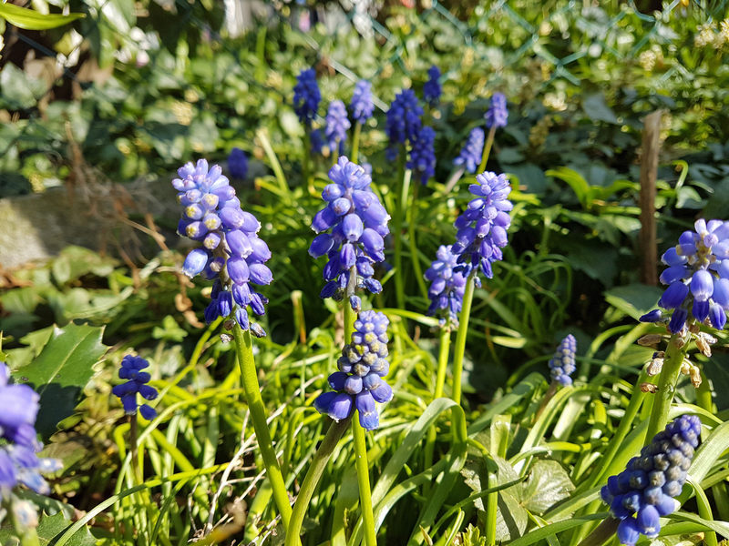 Frühling 2018 Die kleinen Wunder der Natur