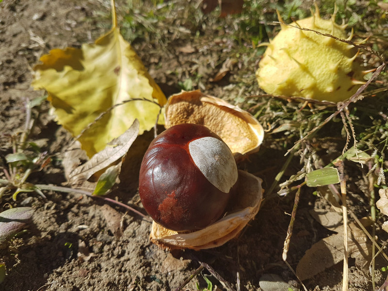 Herbstimpressionen Herbstblues