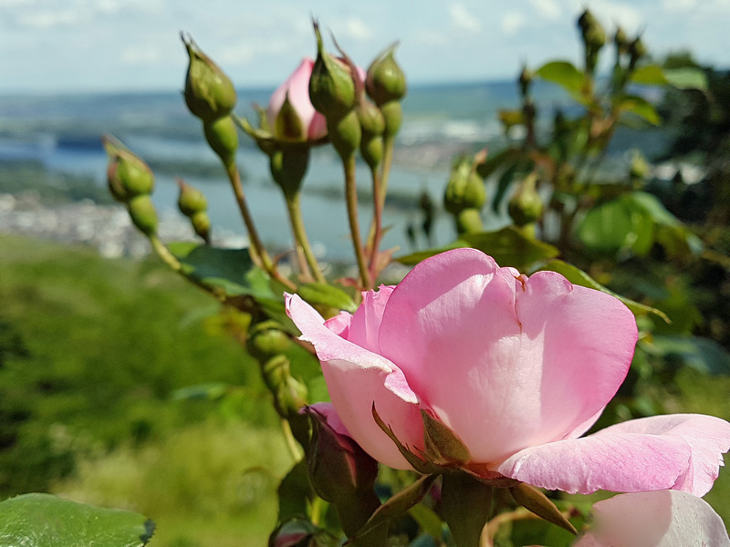 Schiffstour Mittelrhein Rüdesheim