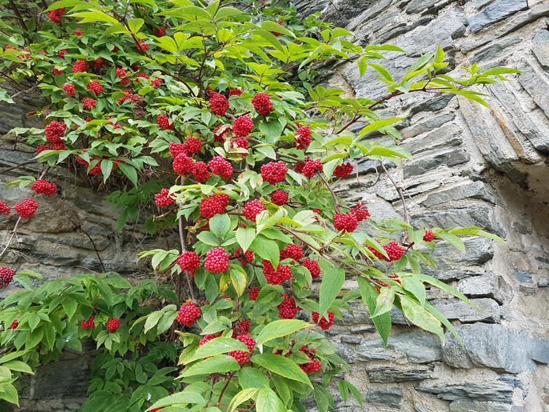 Burg Monschau