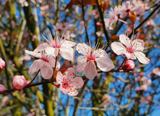 Blutpflaume Blüte