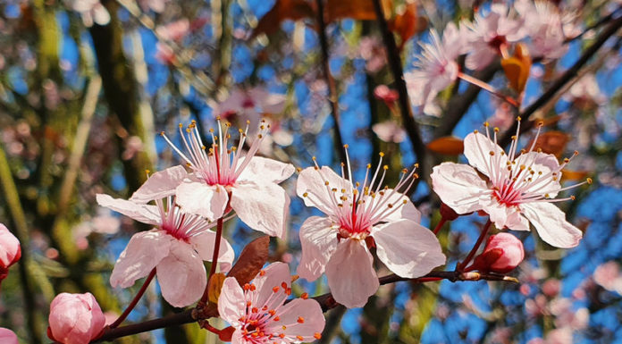 Blutpflaume Blüte