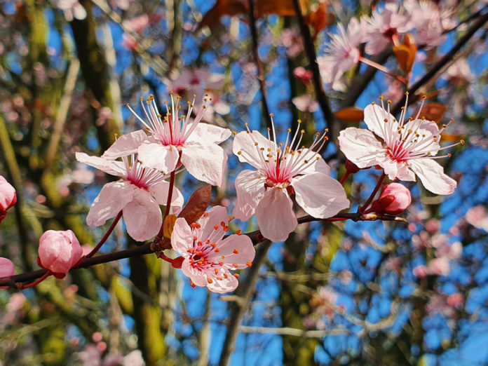 Blutpflaume Blüte