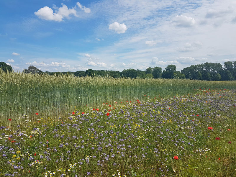 Kornfeld