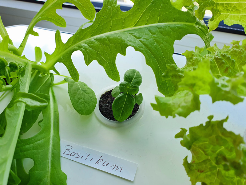 Nelson Garden Hydroponic Pflanzenkultur Basilikum