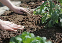 Slowgarden