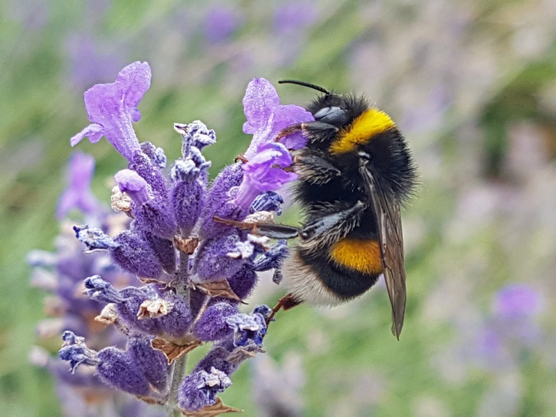 Hummel an Lavendel