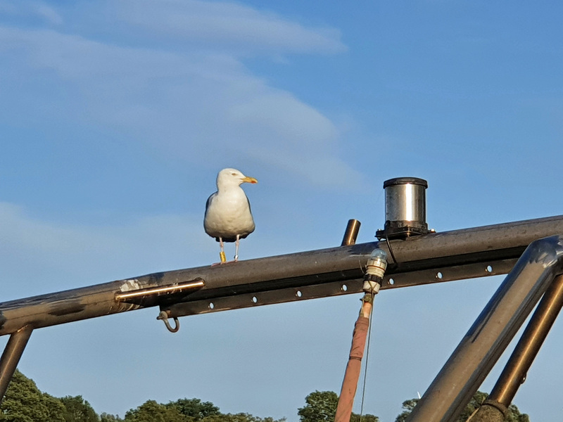 Kappeln Schlei Möwe