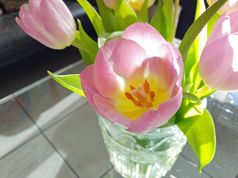 Tulpen Frühling