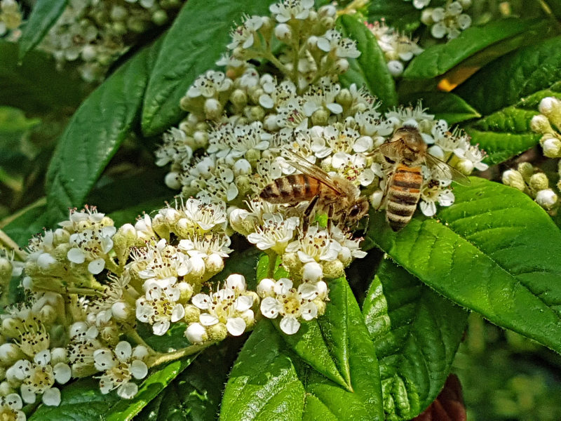 Bienen