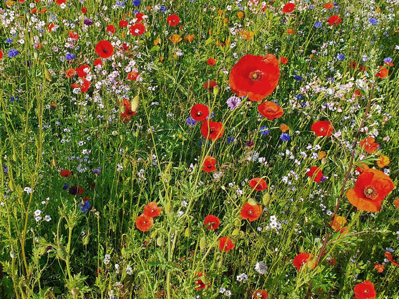 Bunte Blumenwiese