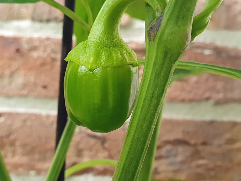 Paprika Frucht