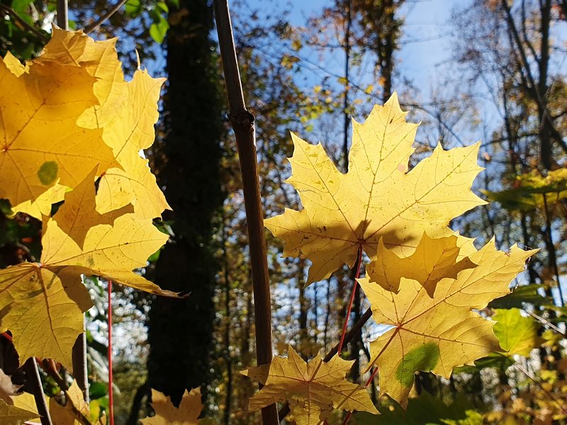 Herbst