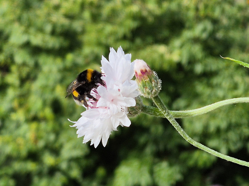 Bauerngarten im Balkonkasten mit Hummel