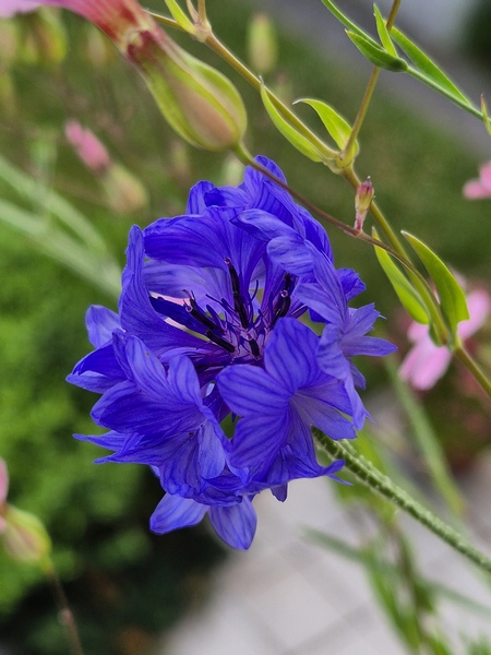 Bauerngarten im Balkonkasten Kornblume