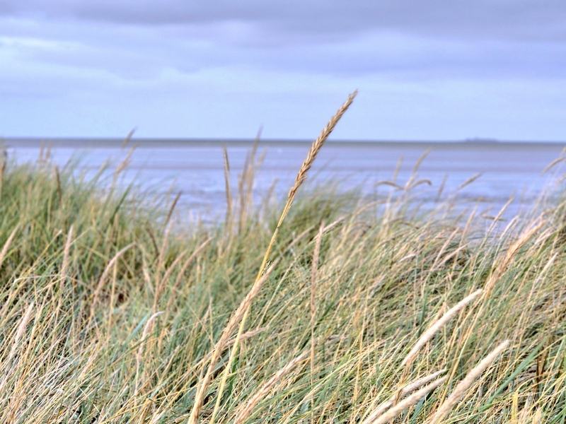 Nordsee Schillig 