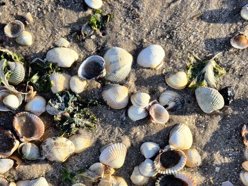 Nordsee Muscheln